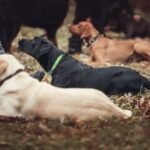 Dog behavior modification
