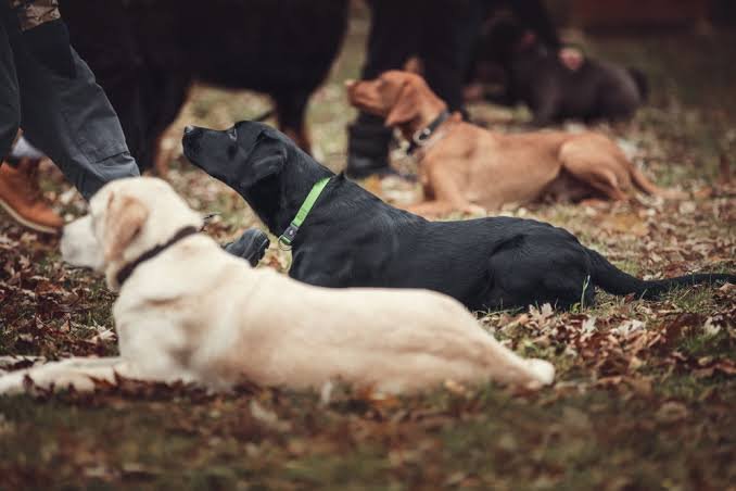Dog behavior modification