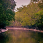 Sundarban tour